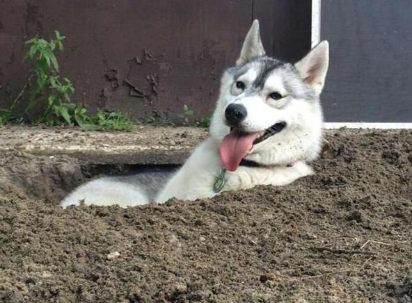 狗狗品种介绍图鉴3期哈士奇,哈士奇和其它狗狗杂交品种