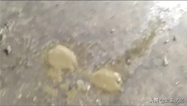 仔猪传染性腹泻怎么治效果好,仔猪传染性肠胃炎该怎么治