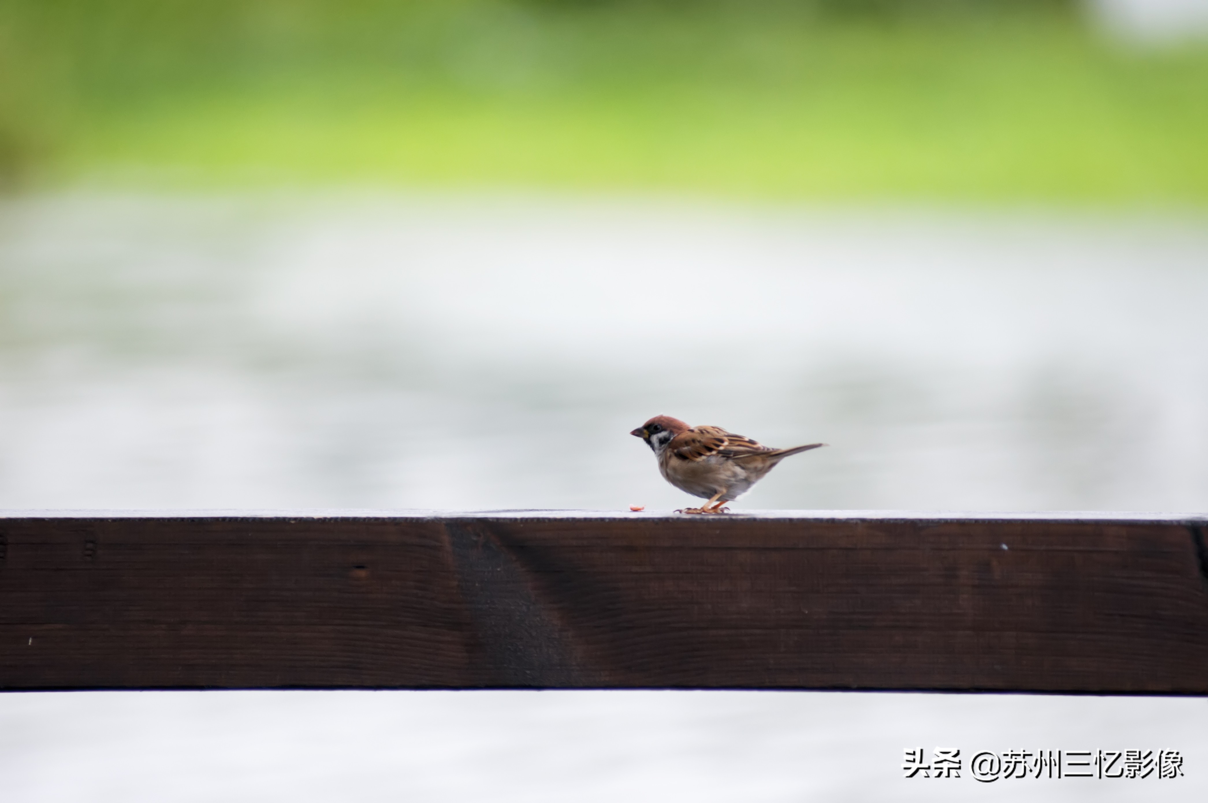 尼康d300s自动对焦怎么设置,尼康d300s单反相机测评