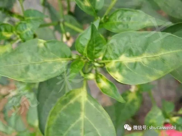 天气转凉如何预防,天气转凉吃什么药预防