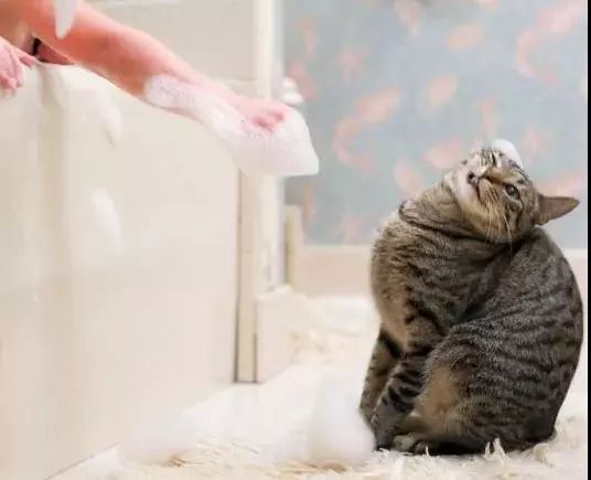 多久给猫咪洗一次澡猫咪洗澡攻略,猫咪一年洗两次澡