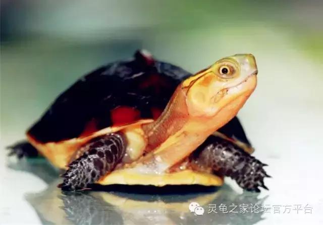 黄缘闭壳龟母龟产蛋年份,黄缘闭壳龟算高端龟吗