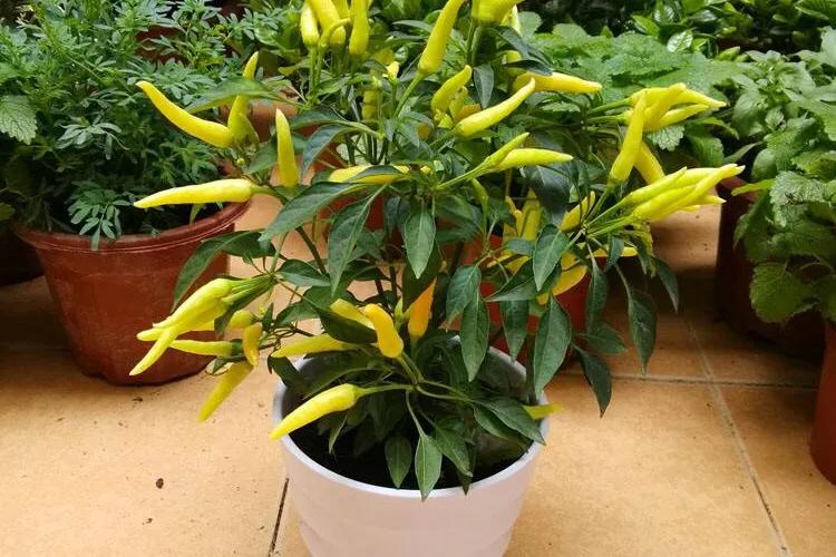 辣椒种植后如何施肥,辣椒种植后怎么生根