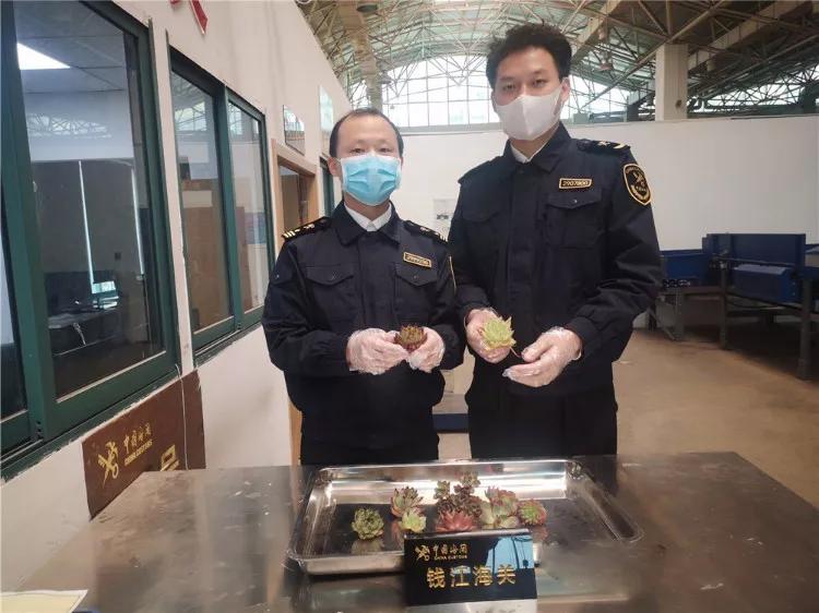 海淘多肉植物有哪些,在淘宝上卖多肉植物违法吗