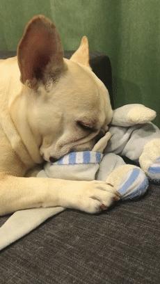 推荐你养这几种狗聪明又招财,这几种狗越养越值钱