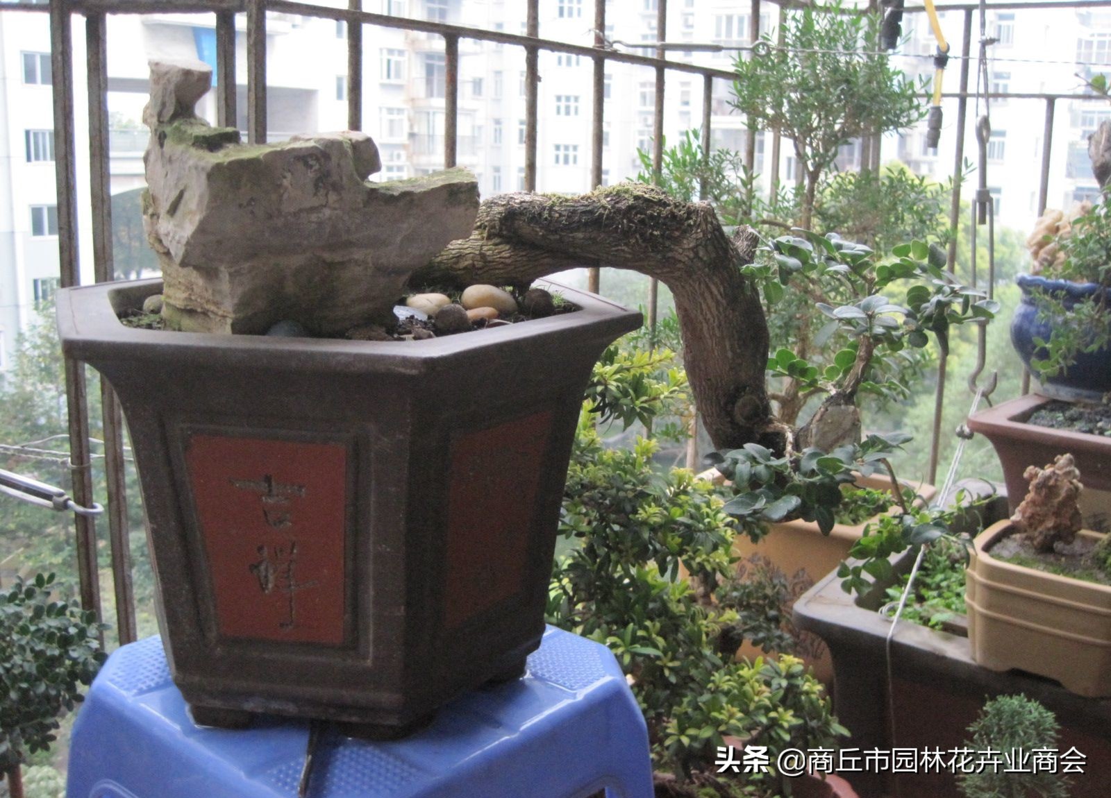 家有黄杨富贵吉祥,家有黄杨富贵满堂是什么意思