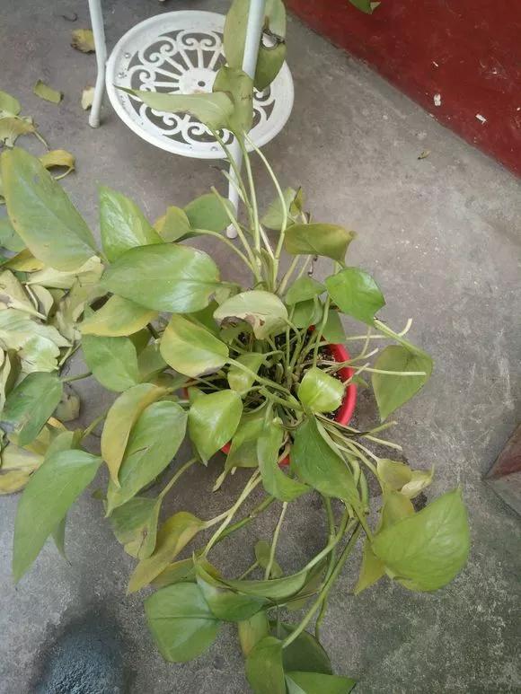 绿萝黄叶的原因及解决方法,绿萝黄叶的原因和解决方法