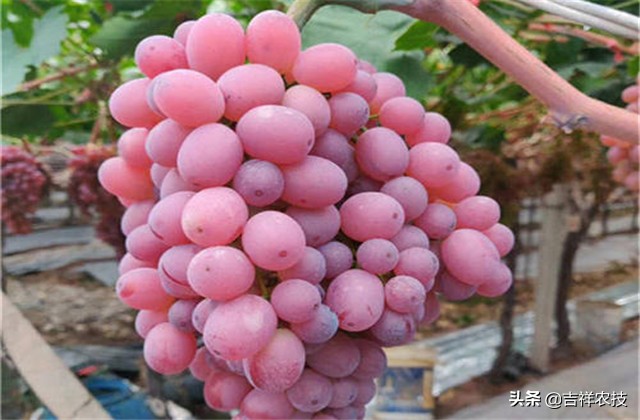 红提温室葡萄栽培技术视频,平架红提葡萄栽培技术