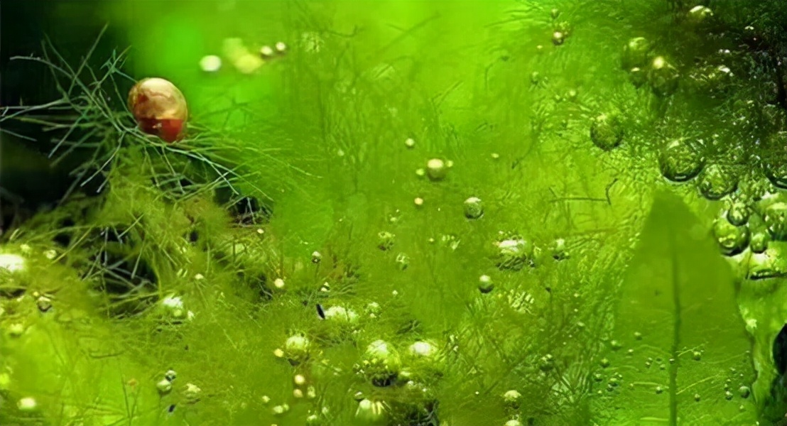 地球上最原始最古老的是什么藻类,地球最早的史前生物