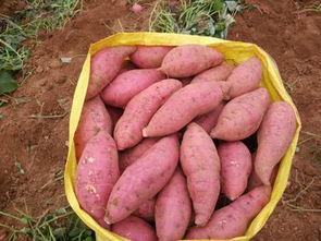 在山区支教,离开时,孩子追上山坡送野果,哭着唱:长亭外,古道边……