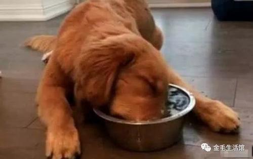 小金毛不会下楼爸爸亲自示范,两个半月的金毛不爱喝水怎么办