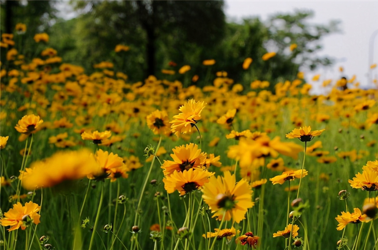灰色搭配什么颜色更有高级感,灰色最佳搭配色系