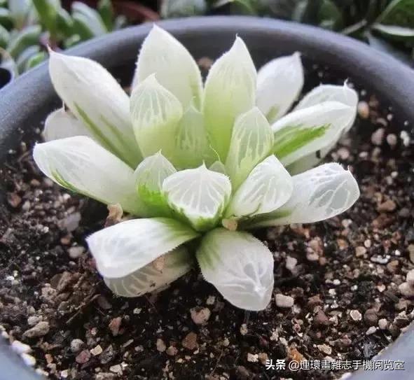 365种多肉图谱大全,365种鲜花图册大全