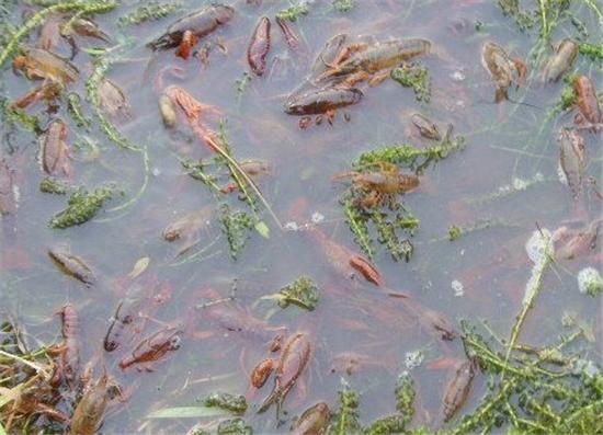 稻田虾蟹混养高产技术,稻田混养
