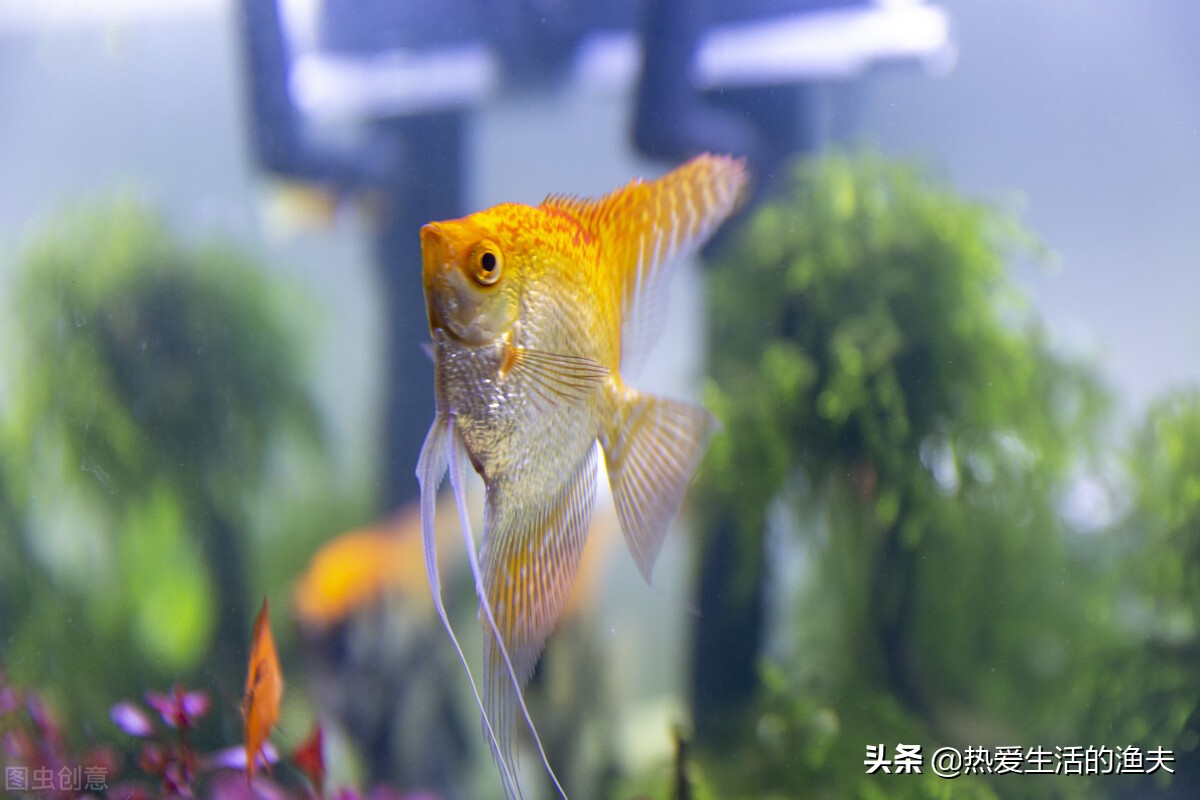 不用经常换水的观赏鱼鱼缸哪个好,热带观赏鱼鱼缸换水正确方法