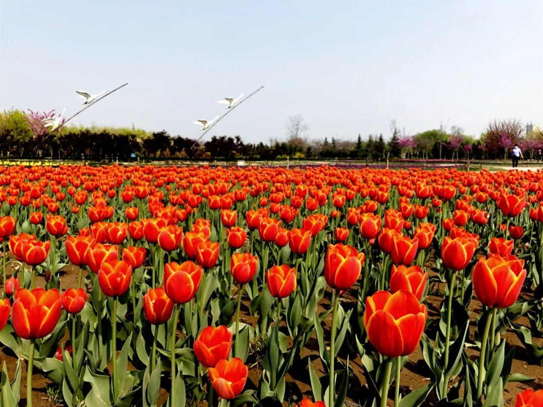 咸阳统一广场郁金香,咸阳郁金香花展在哪里