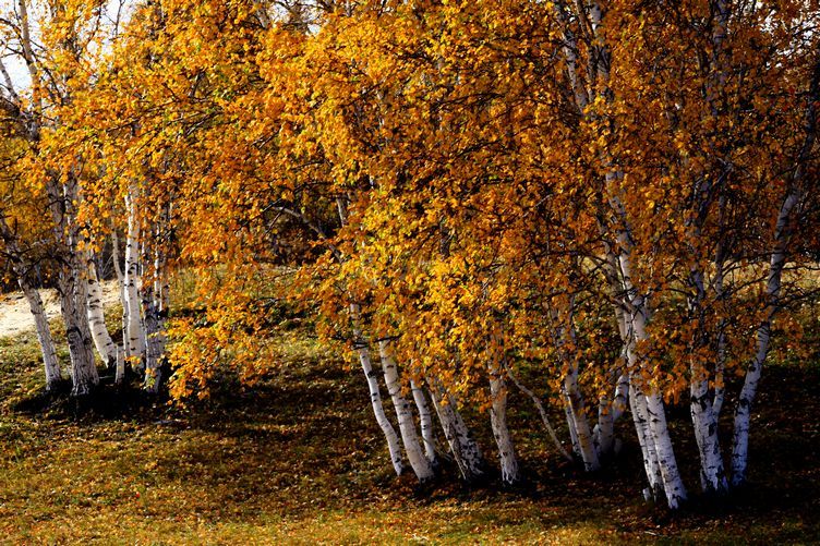 鄂伦春传统桦树皮,桦树皮制作技艺鄂温克族