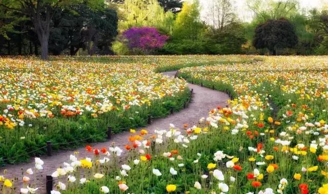 园林中适合用作地被的植物,有关植物方面的知识有哪些