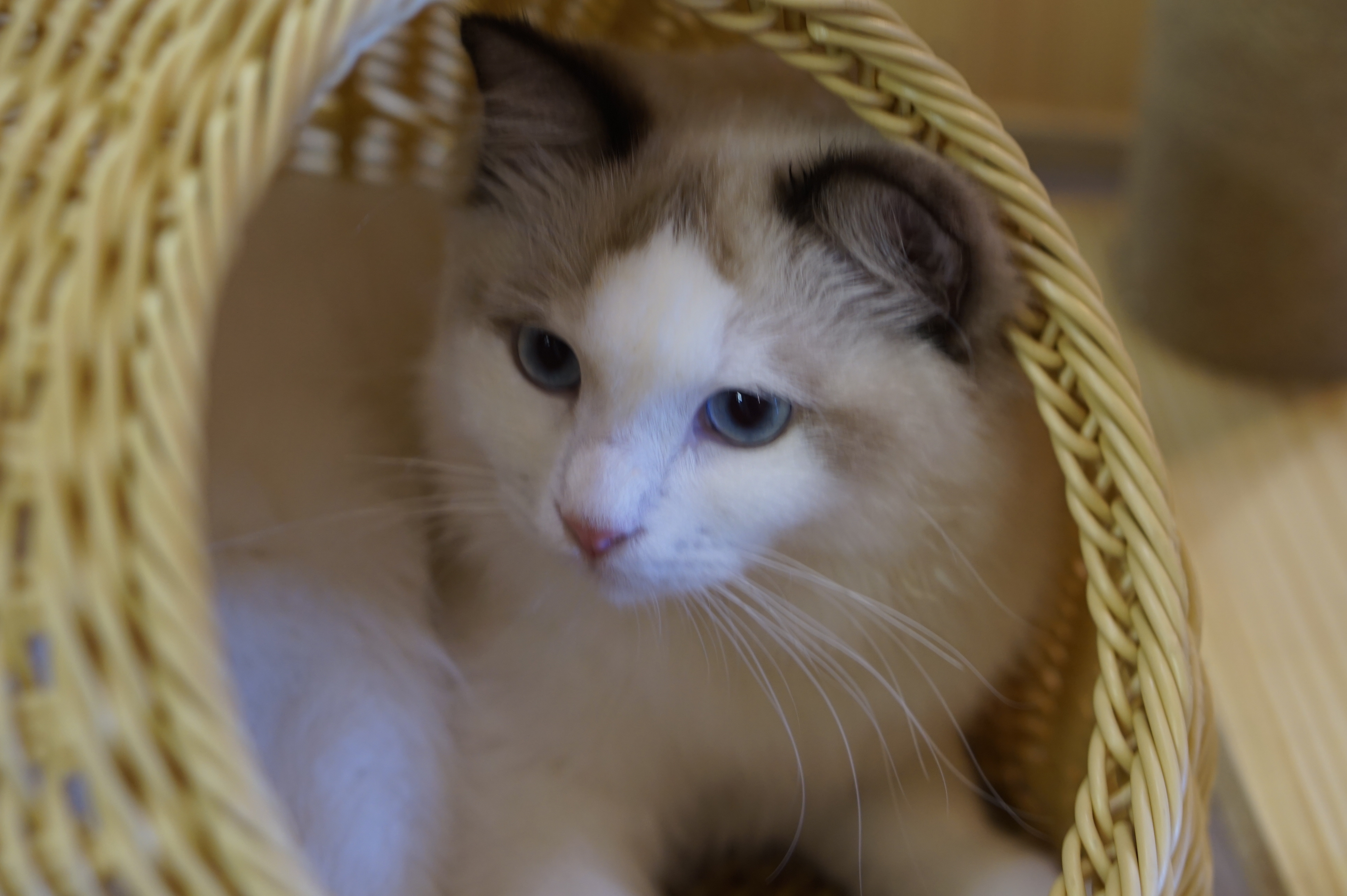 猫咪咖啡馆哪个最好,北京有名的猫咪咖啡馆