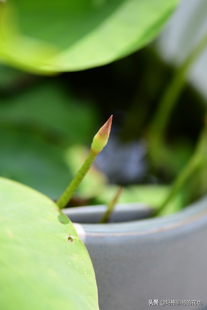 碗莲种子种植步骤及注意事项,碗莲种植方法超简单的快来看看吧
