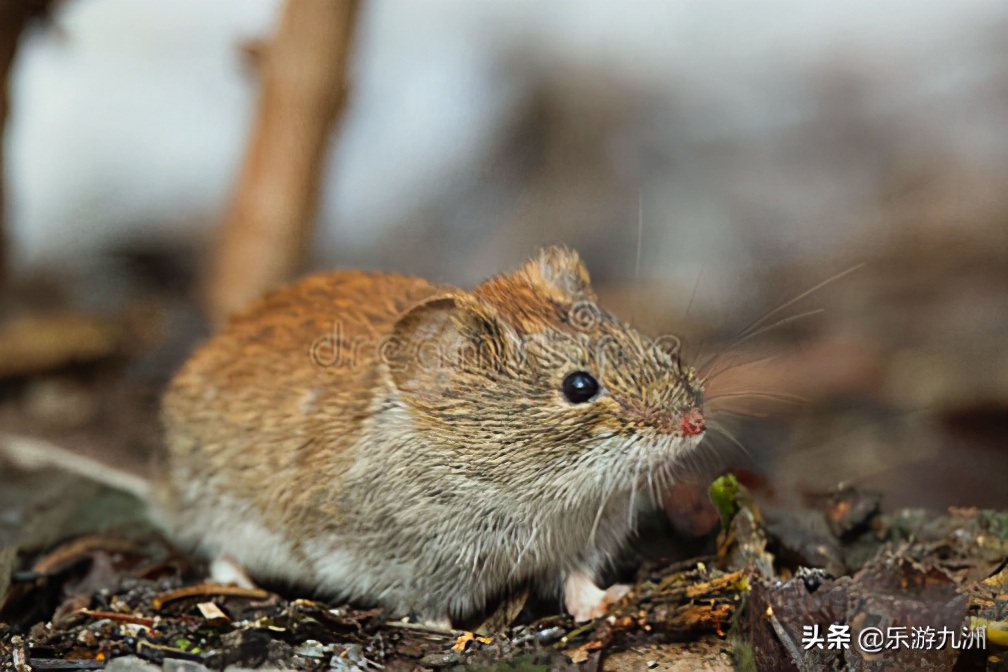 2020年鼠年老鼠,2020年鼠最后的一天