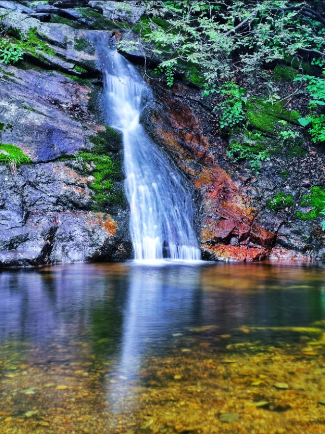 驼梁七月草原美，金莲妖娆入画里/郝贵云