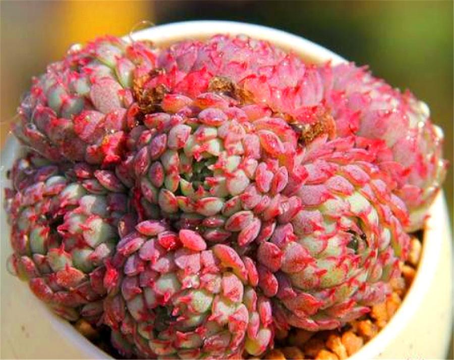 可爱的多肉萌宠,多肉植物小精灵怎么养