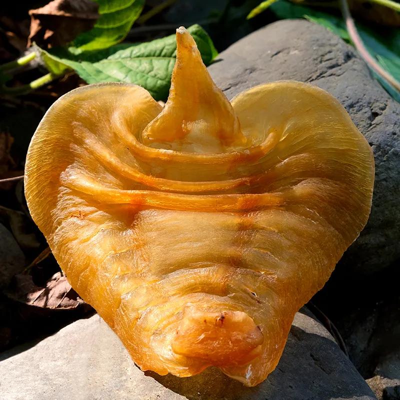 家庭健康——鱼胶奶冻