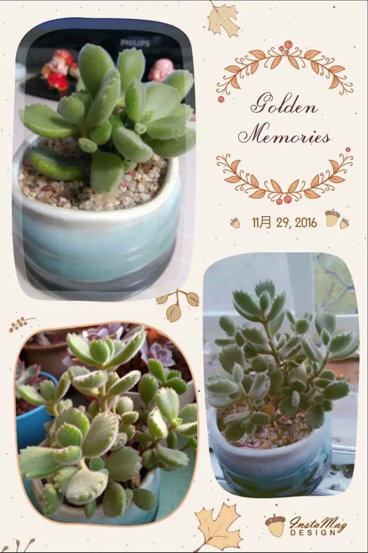 每一棵多肉都承载了一段时光,每一棵多肉都是独一无二