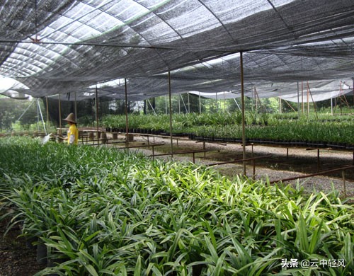 回家创业小本生意做什么合适,回农村创业的小本生意有哪些