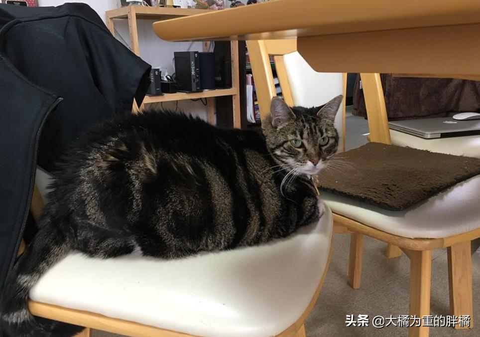 生气的小猫咪怎么哄,生气的猫怎么哄