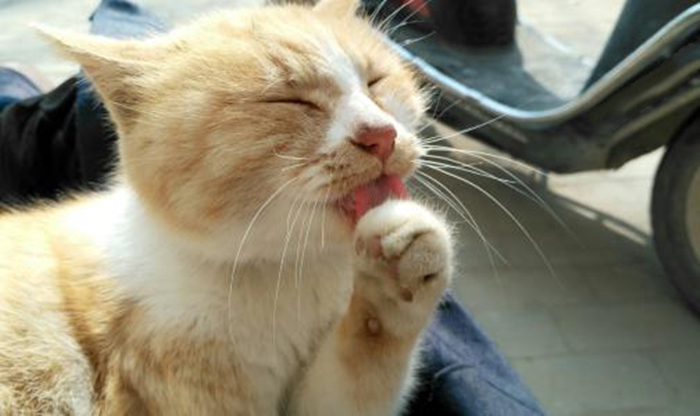 猫咪最近怎么一直舔毛,猫咪为什么开始突然频繁舔毛