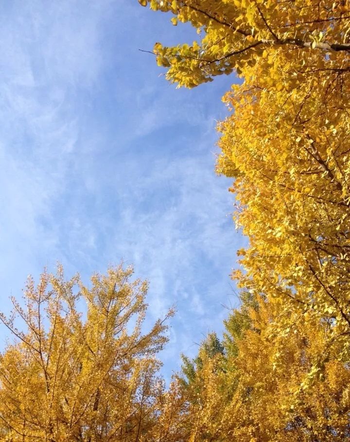 温州秋冬的银杏树确实美,温州最原生态银杏