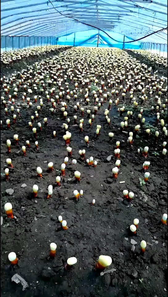 灵芝的养殖方法和图片大全,灵芝的药用栽培技术