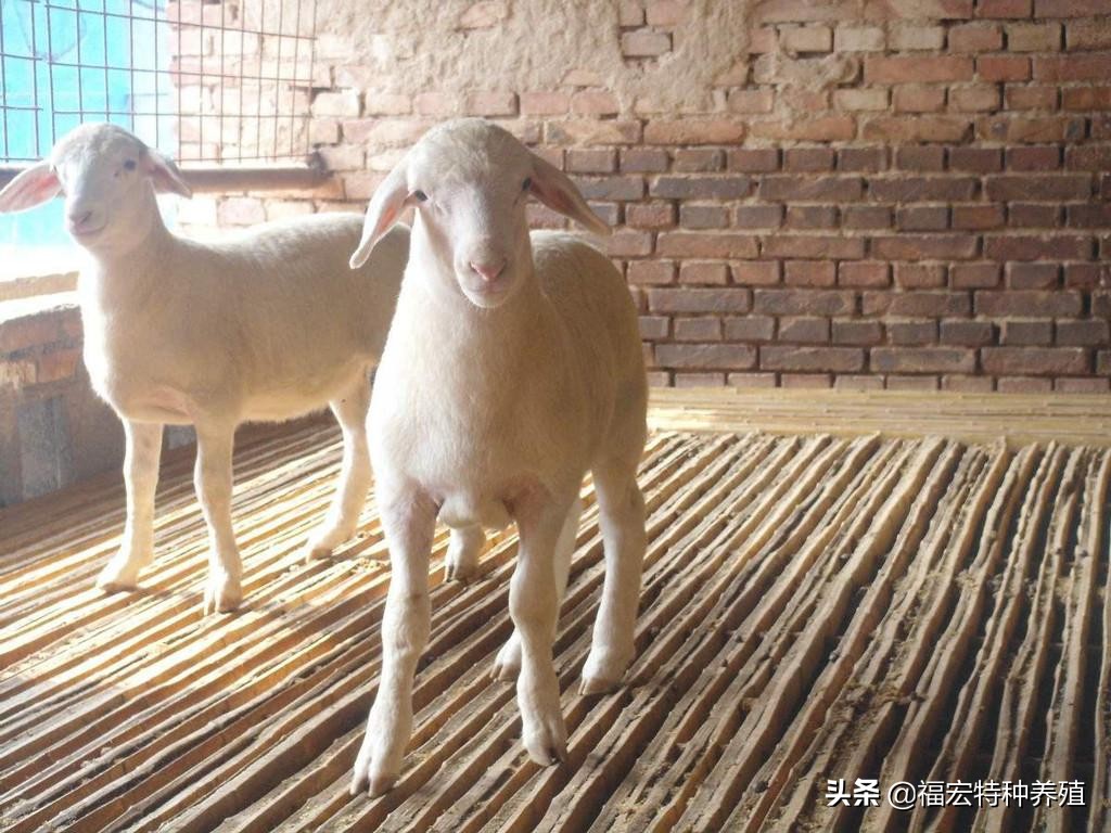 杜泊绵羊什么时候价格涨上来,杜泊绵羊是啥品种