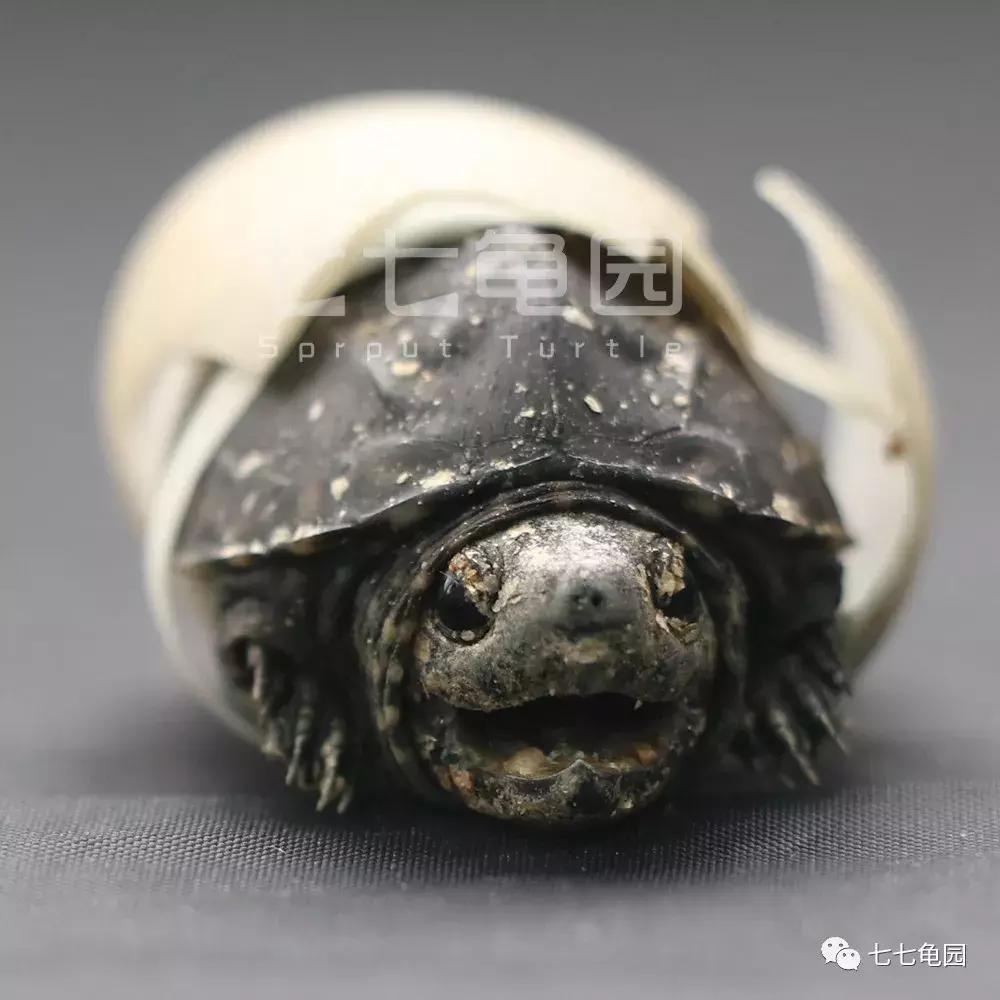 养乌龟的最佳水的深度,家庭养乌龟什么水质最好