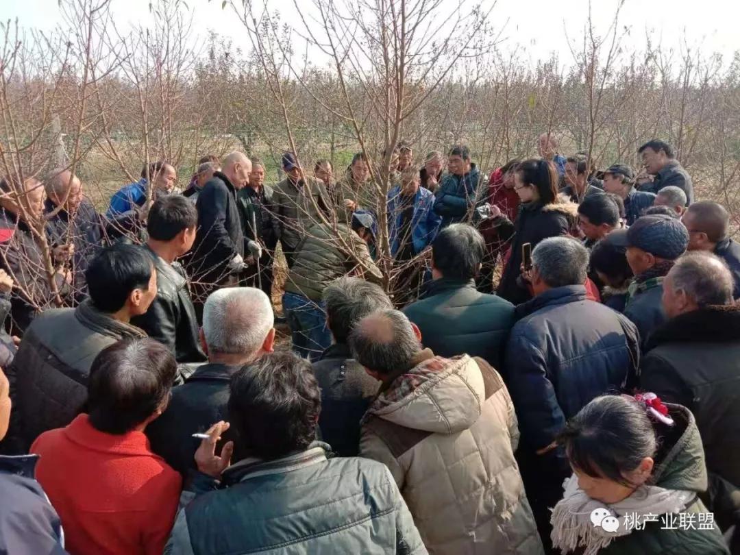 桃树长放修剪好、还是短截修剪好？