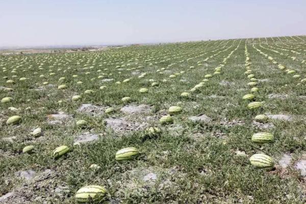宁夏禁止种植硒砂瓜补偿政策,宁夏禁止种植硒砂瓜