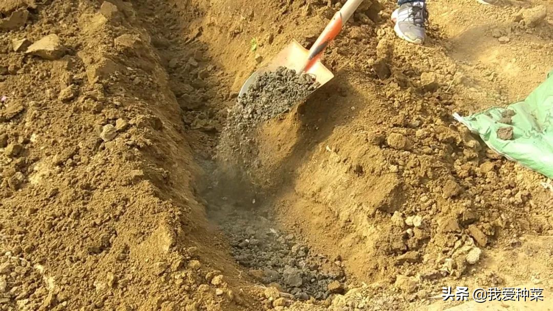 南瓜种植的方法和技术,详细讲解南瓜的种植技术