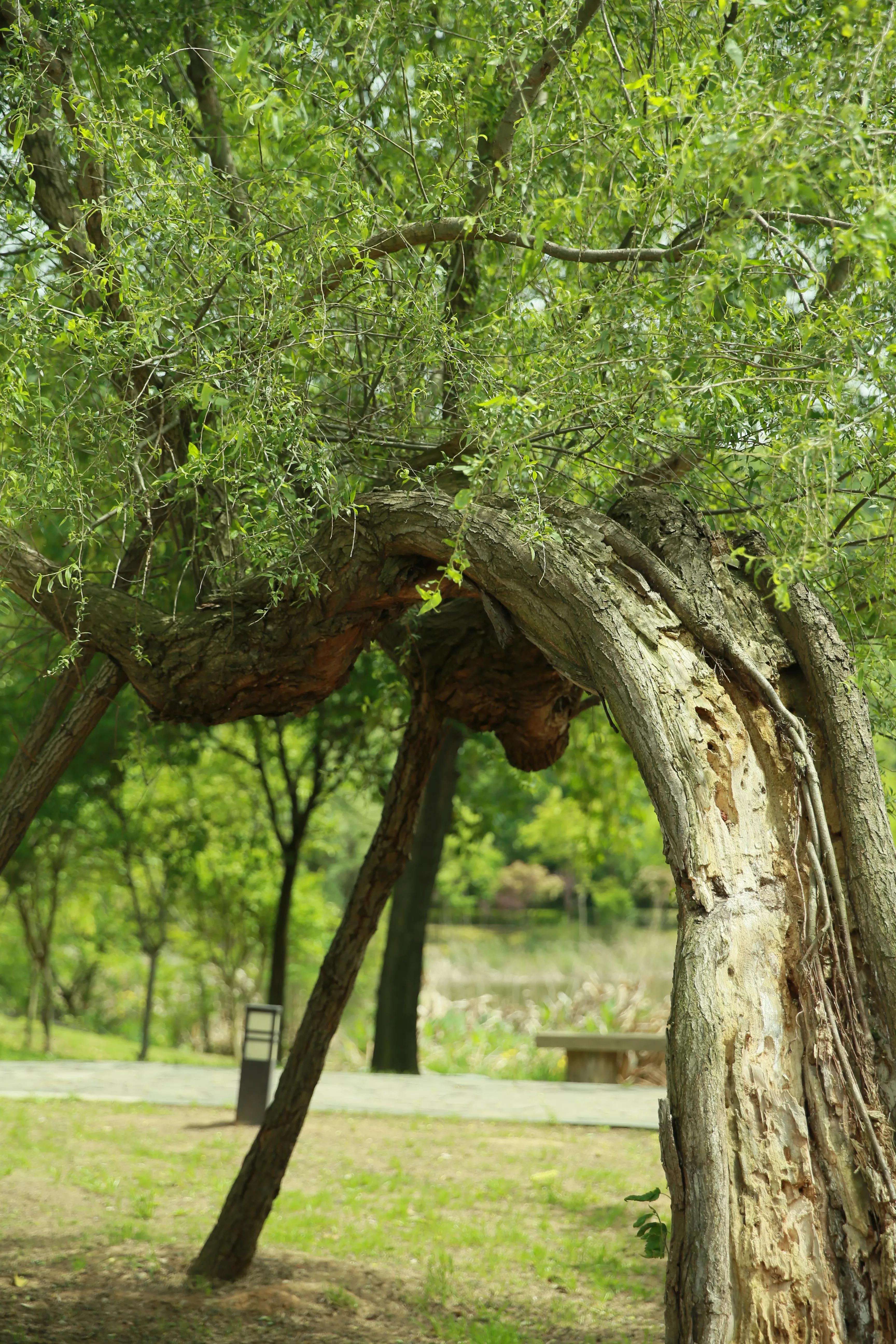 石塘竹海适合小孩子玩吗,南京江宁石塘竹海怎么样