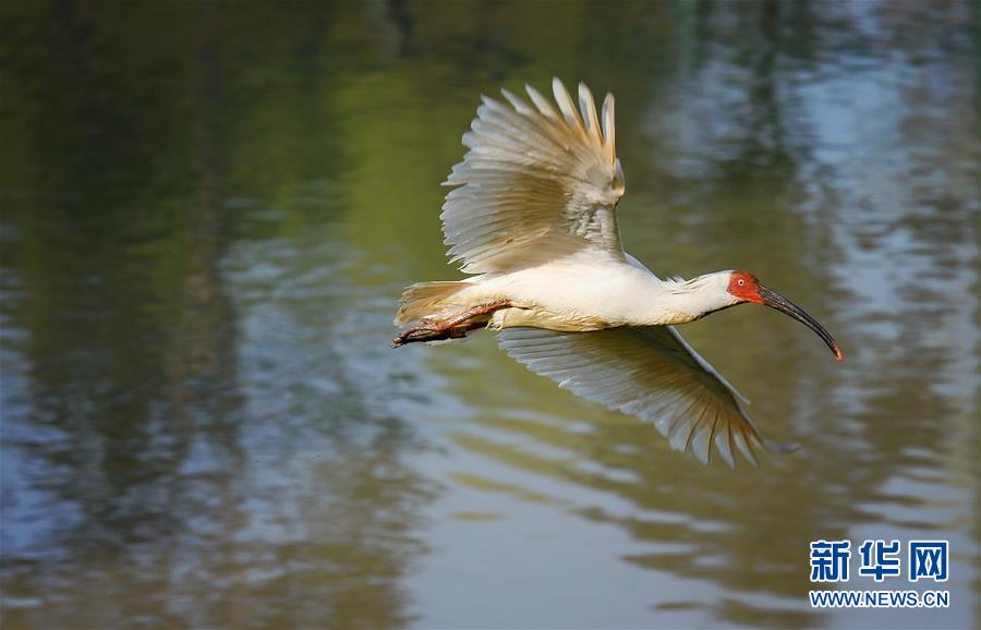 大自然的神奇朱鹮,国宝朱鹮让世界瞩目的东方宝石