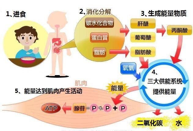 每天打球一小时能瘦肚子吗,每天打球两小时有进步吗