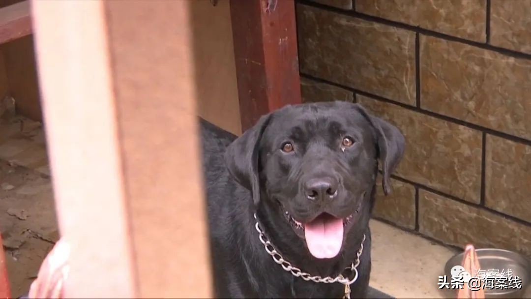 小男孩被狗追赶找爸爸原视频,小男孩遭大黑狗追