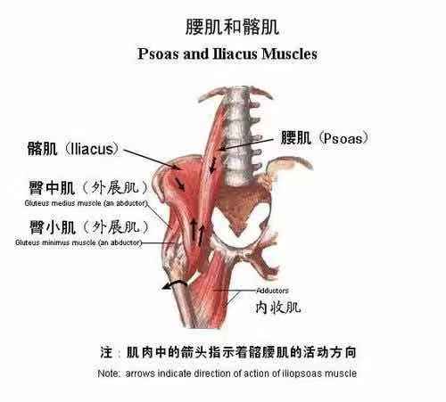 骨盆前倾引起的腰痛如何缓解,如何缓解久坐带来的腰酸腰痛