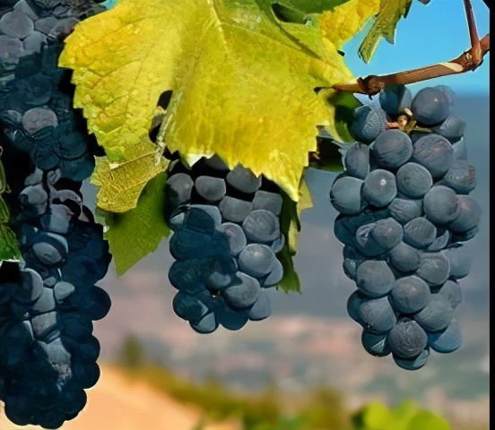 葡萄酒那些事连载三：决定葡萄酒风格的因素