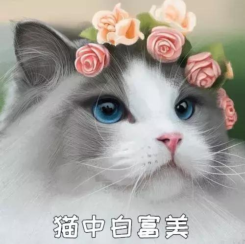 新手养猫适合养什么猫便宜,没钱养猫真的不能养吗
