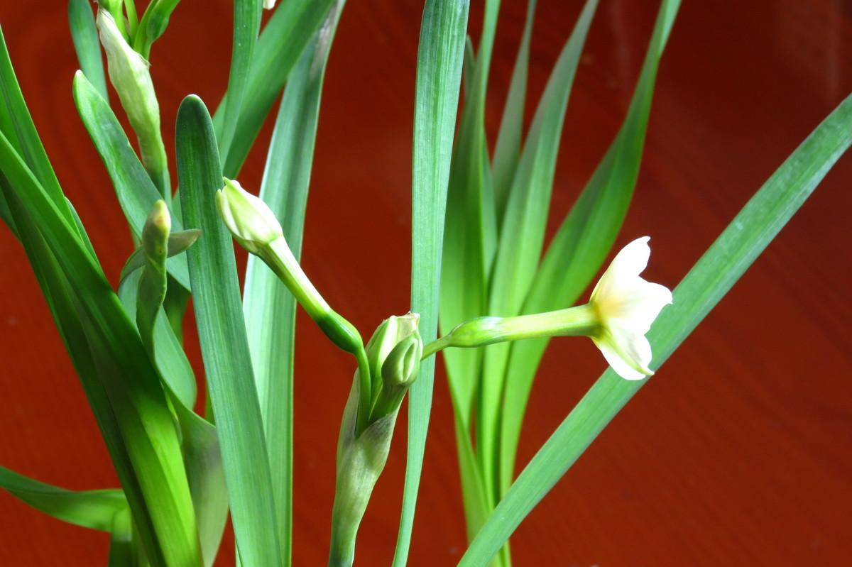 水仙花怎么养视频,水仙花怎么养图解视频
