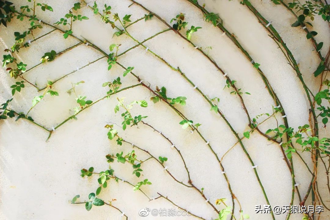 天狼推荐花墙月季品种,天狼月季罗衣花墙