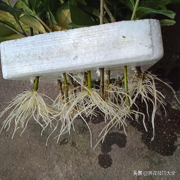 1个塑料瓶，繁殖出10盆栀子花，成活率高，新手也能玩