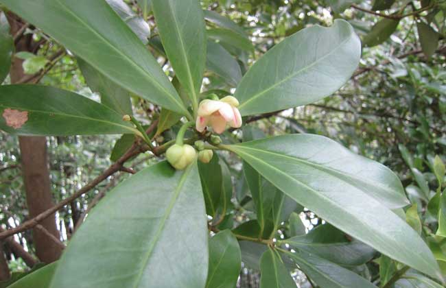 八角的香气是香料中最霸气的,八角和什么香料都具有芳香的气味